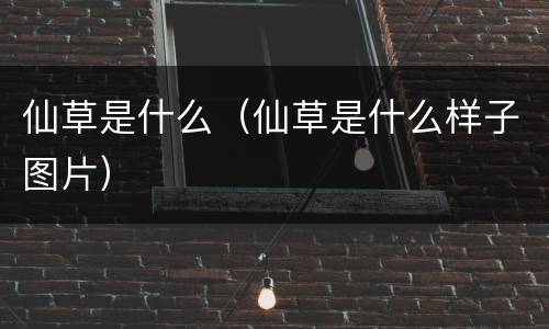 仙草是什么（仙草是什么样子图片）